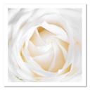 Canvasbillede, Delikat rose