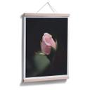 Póster Flor rosa de una rosa