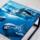 Plateau de table en verre - Dauphins sous l'eau - Carré  - 60x60 cm