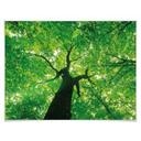 Poster - Under the Trees