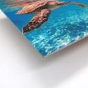 Tableau Forex - Tortue en voyage