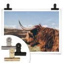 Póster - Highland Cow 02