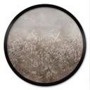 Poster Pampas Gras en Grassen in Beige - Ms Tiff - Rond