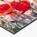 Crédence de Cuisine Coquelicot d'été rouge