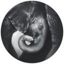 Fotomural El bebé elefante - Redondo - Papel pintado autoadhesivo/no tejido