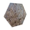 Hexagon Berkenfineer Delgado - Waterdrop Dandelion