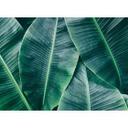 Non-woven tapet BananaLeaves palmetræer jungleDesignwalls i grønt