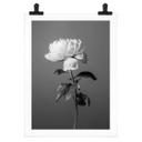 Póster 1X Studio - Peonía en blanco y negro