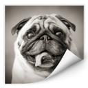 Zelfklevende Poster - Mops