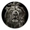 Tableau en Alu-Dibond Lion - Rond