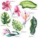 Kvilis Wallsticker - Tropiske planter