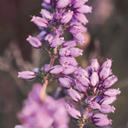 Fotomural de flores de brezo púrpura en luz cálida - Annie