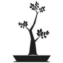 Bonsai Plante
