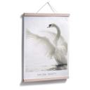 Plakat - Majestætisk Svane - Natural Beauty