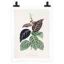 Plakat Illustration af blade - Bignonia Argyro Violascea