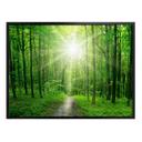 Póster Bosque soleado