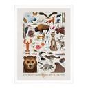Póster Marrón - Fauna norteamericana