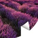 Fototapet - Rundt Lavendelblomster i Provence - vliesetapet/selvklæbende non-woven tapet