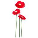 Bundt Gerbera Rød