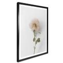 Plakat - Annie - The Rose