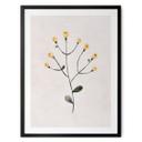 Póster Planta delicada con flores amarillas - Goed Blauw