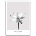 Canvasbillede, Hvid lotusblomst