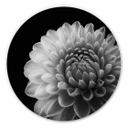 Tableau sur alu-Dibond Grønkjær - Dahlia - Rond