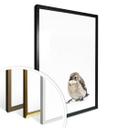 Poster Little Bird