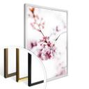 Plakat - Kirsebærblomst