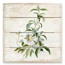 Cuadro de madera Ehret - Cistus rose - 40x41,5 cm