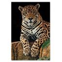 Canvasbillede, Leoparddyr