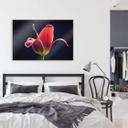 Akrylbillede Grønkjær - First Tulip