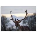 Canvasbillede, Hjort