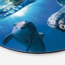 Billede Dolphins Underwater - rund – print på aluminium (Alu-Dibond)