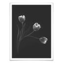 Plakat - Pan - Tulipantrio