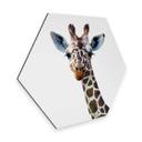 Hexagone - Alu-Dibond Graves - Girafe