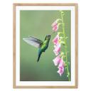 Póster van Duijn - La magia del colibrí en flor rosa