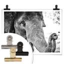 Póster Elefante indio