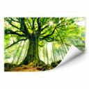 Zelfklevende Poster Kiciak - Fairytale Forest
