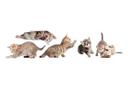 Fensterbild Real baby cats Set 01