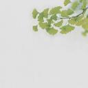 Ginkgo1 tapet i betonlook i grågrøn - non-woven tapet Designwalls 2 - 2,55 x 3,5 m