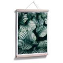 Plakat - Urban Jungle - Calathea Orbifolia