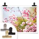 Poster - Cherry Blossoms