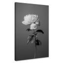 Lienzo 1X Estudio - Peonía blanco y negro