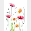 Papel pintado Amapolas de colores - Papel pintado floral - Disher