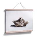 Póster gatito juguetón