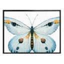 Póster Kvilis - Mariposa 03
