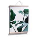 Plakat - Urban Jungle 03 - Monstera Deliciosa