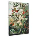 Lienzo Haeckel - Colibríes