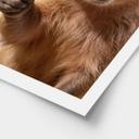 Glad Capybara-plakat med tommelfingre op